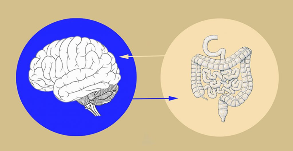 Intercambio entre el intestino y el cerebro